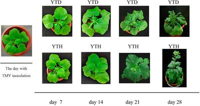 Insight into the soil bacterial community succession of Nicotiana benthamiana in response to Tobacco mosaic virus